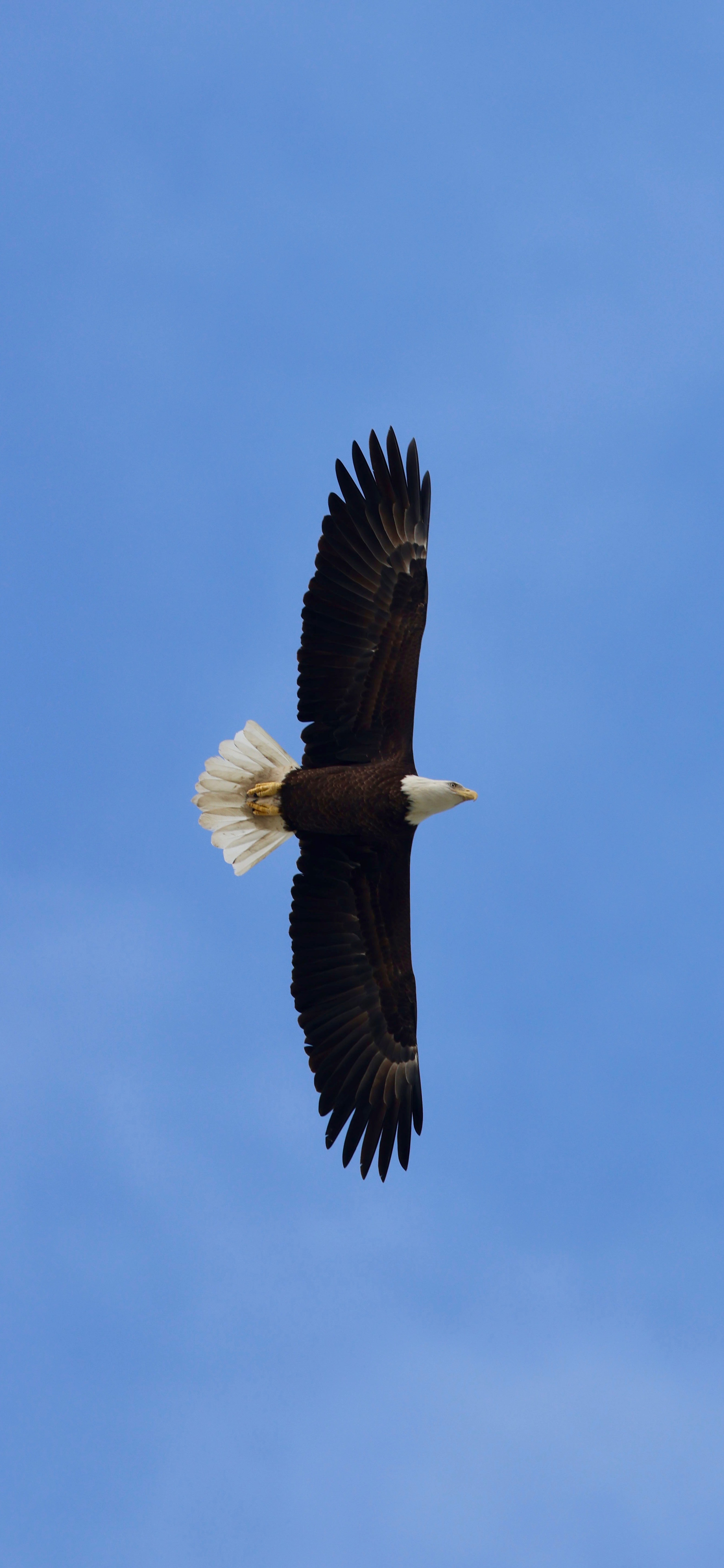 Bald eagle soaring against a blue sky